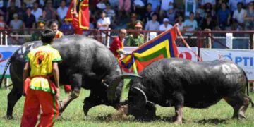 Lễ hội đấu ngưu - nét đặc sắc của những người dân vạn chài