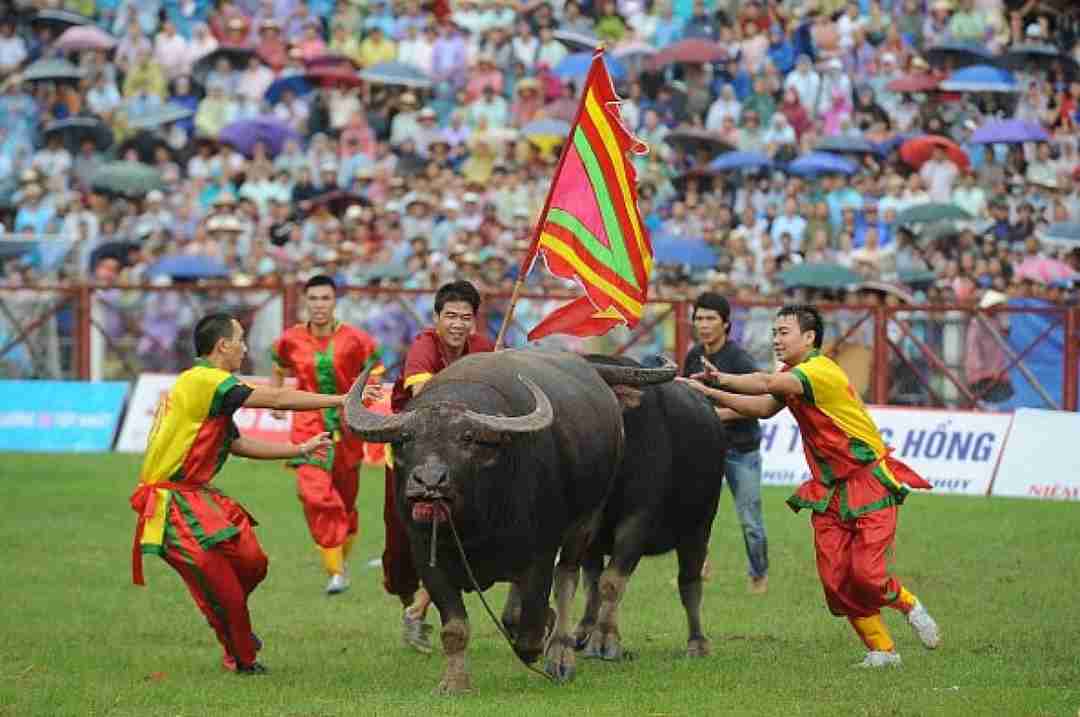 Lễ hội đấu ngưu Đồ Sơn thể hiện lòng biết ơn