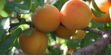 Đặc sản ở Lễ hội Chùa Hương có những điểm gì đặc biệt?