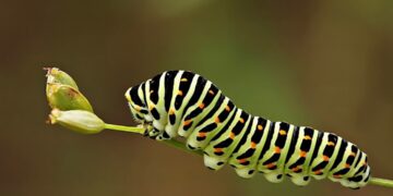 Kiêng kỵ ngày Tết Đoan Ngọ để giúp tránh điều không hay