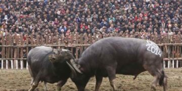 Các lễ hội chọi trâu