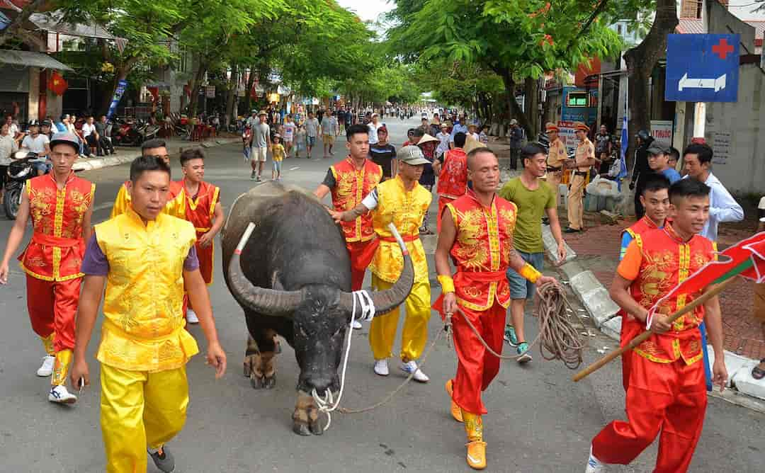 Kết thúc cuộc thi, ông trâu thắng cuộc được làm lễ rước trở về