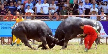 Cách chơi chọi trâu Đồ Sơn