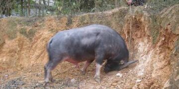 kỹ thuật nuôi trâu chọi