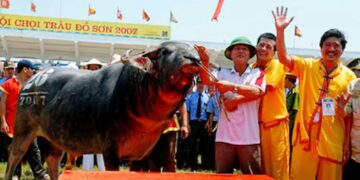 Lễ hội chọi trâu Đồ Sơn