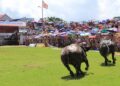 Trâu chọi thua bị thịt
