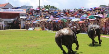 Trâu chọi thua bị thịt