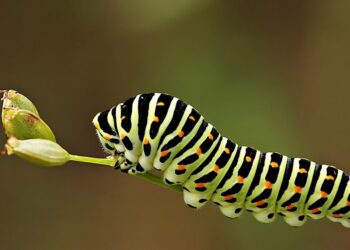 Kiêng kỵ ngày Tết Đoan Ngọ để giúp tránh điều không hay