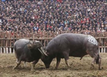 Các lễ hội chọi trâu