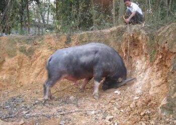 kỹ thuật nuôi trâu chọi