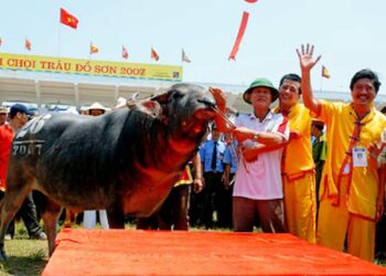 Lễ hội chọi trâu Đồ Sơn